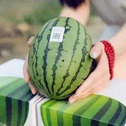 亲密吃瓜在哪看,观看指南与精彩内容抢先看