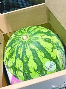 武汉吃瓜法,解锁本地特色美食的趣味之旅