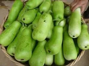 今晚吃葫芦瓜,家常葫芦瓜的独特风味