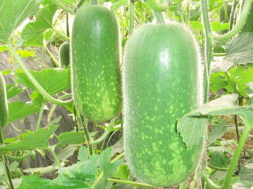 瓜哥吃瓜奇葩图画大全,揭秘奇趣图画中的社会百态