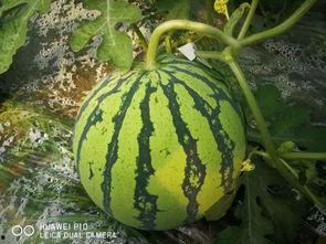 大瓜老了怎么吃,探索老瓜的多样烹饪技巧