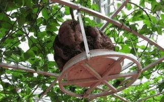 空中吃瓜,揭秘高空美食的独特魅力