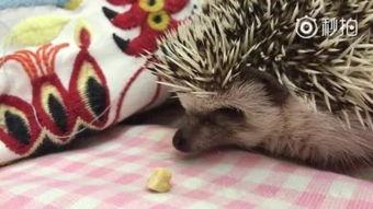 狗腹水吃狼瓜,狗狗健康守护秘籍