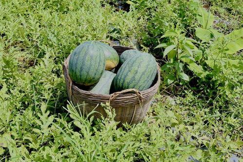 梦见在田里吃瓜