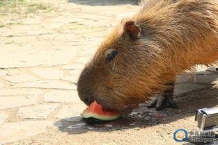 水豚吃瓜大赛,一场生态界的吃瓜大赛盛况