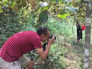 农村吃瓜阿姨视频,揭秘乡村生活趣味瞬间