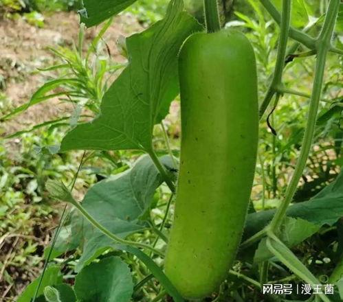 冻瓠子瓜怎么吃,解锁美味新体验